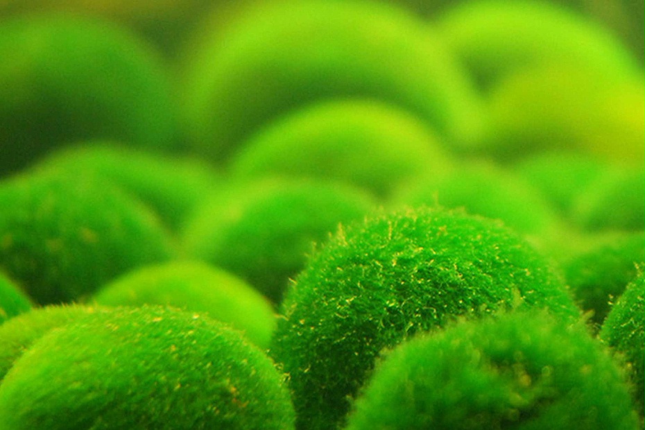 亚格特“绿球藻”