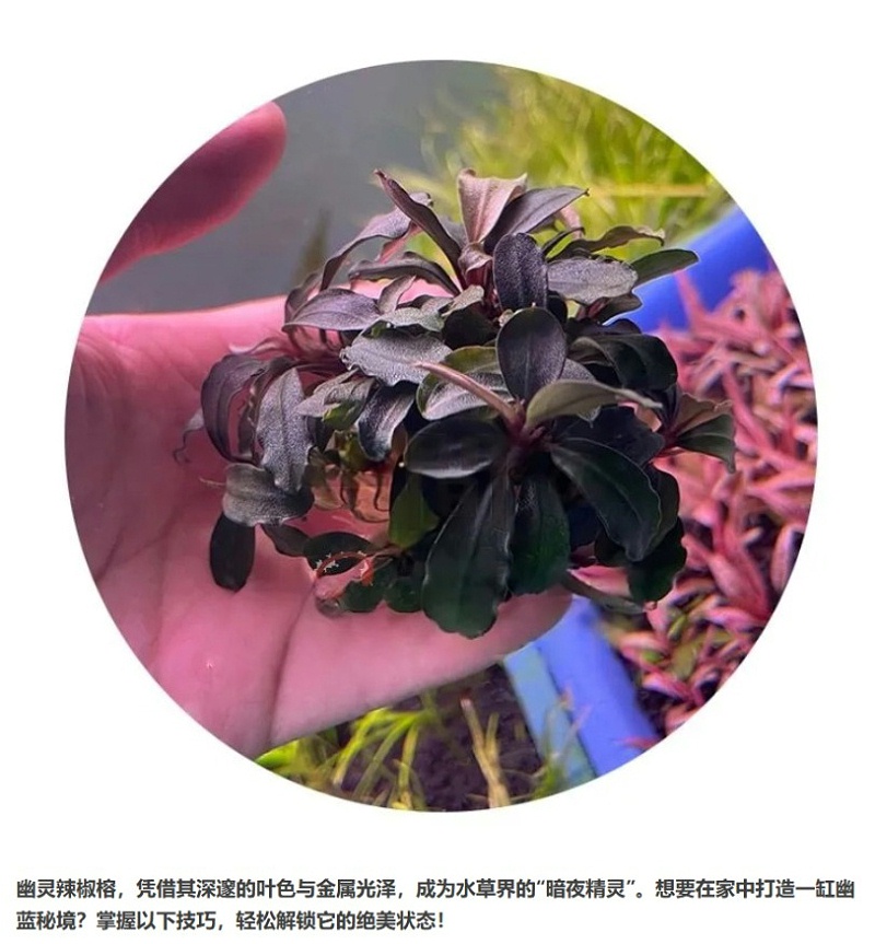 屏幕截图_6-4-2025_143119_mp.weixin.qq_01