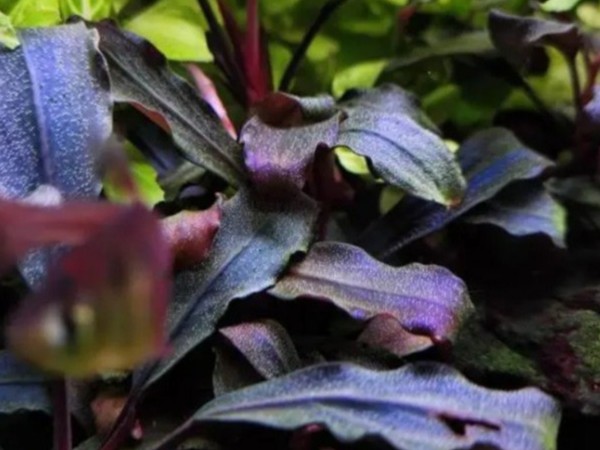神秘水草幽灵辣椒榕：手把手教你养出梦幻发色