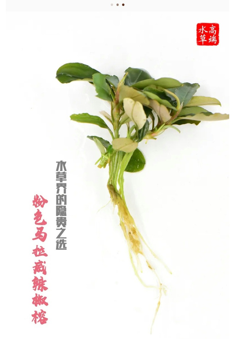屏幕截图_6-4-2025_14401_mp.weixin.qq_02