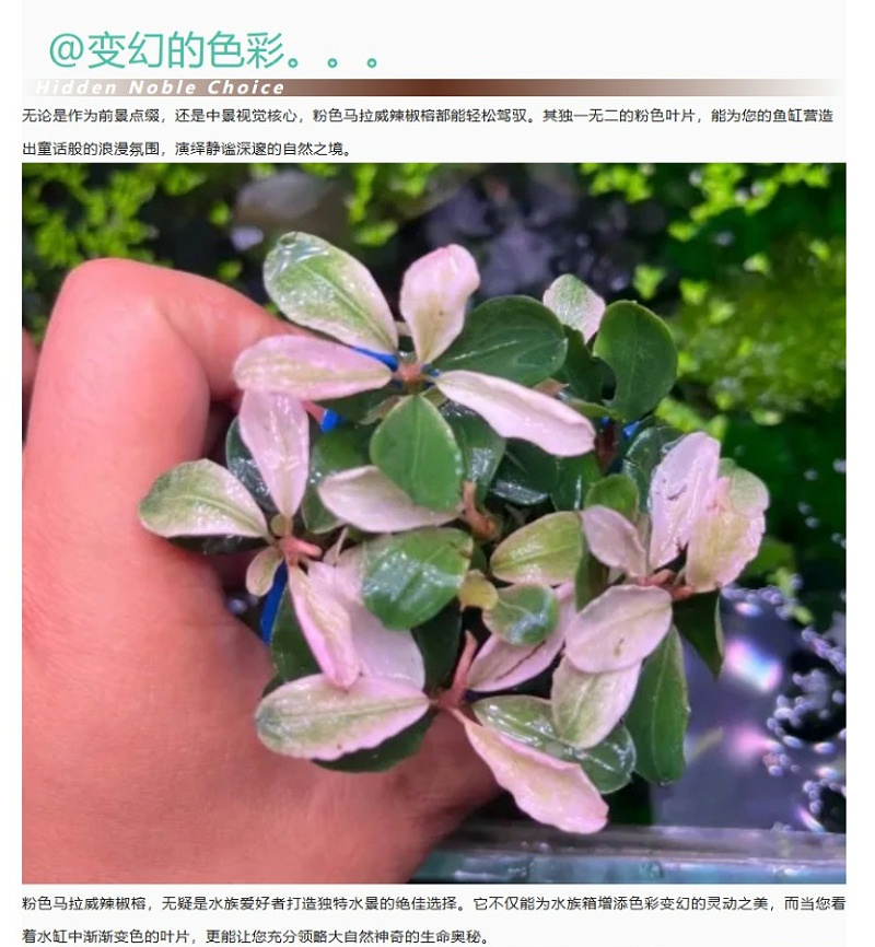 屏幕截图_6-4-2025_14401_mp.weixin.qq_05