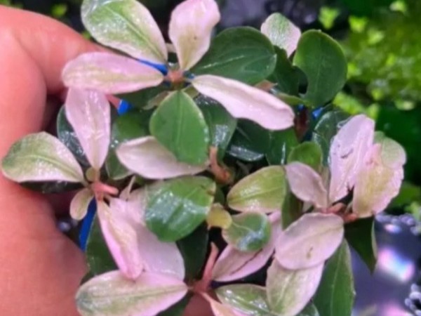 水草界的 “隐贵之选”——粉色马拉威辣椒榕
