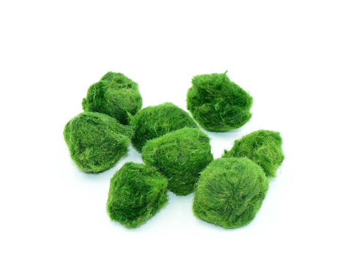 绿藻球